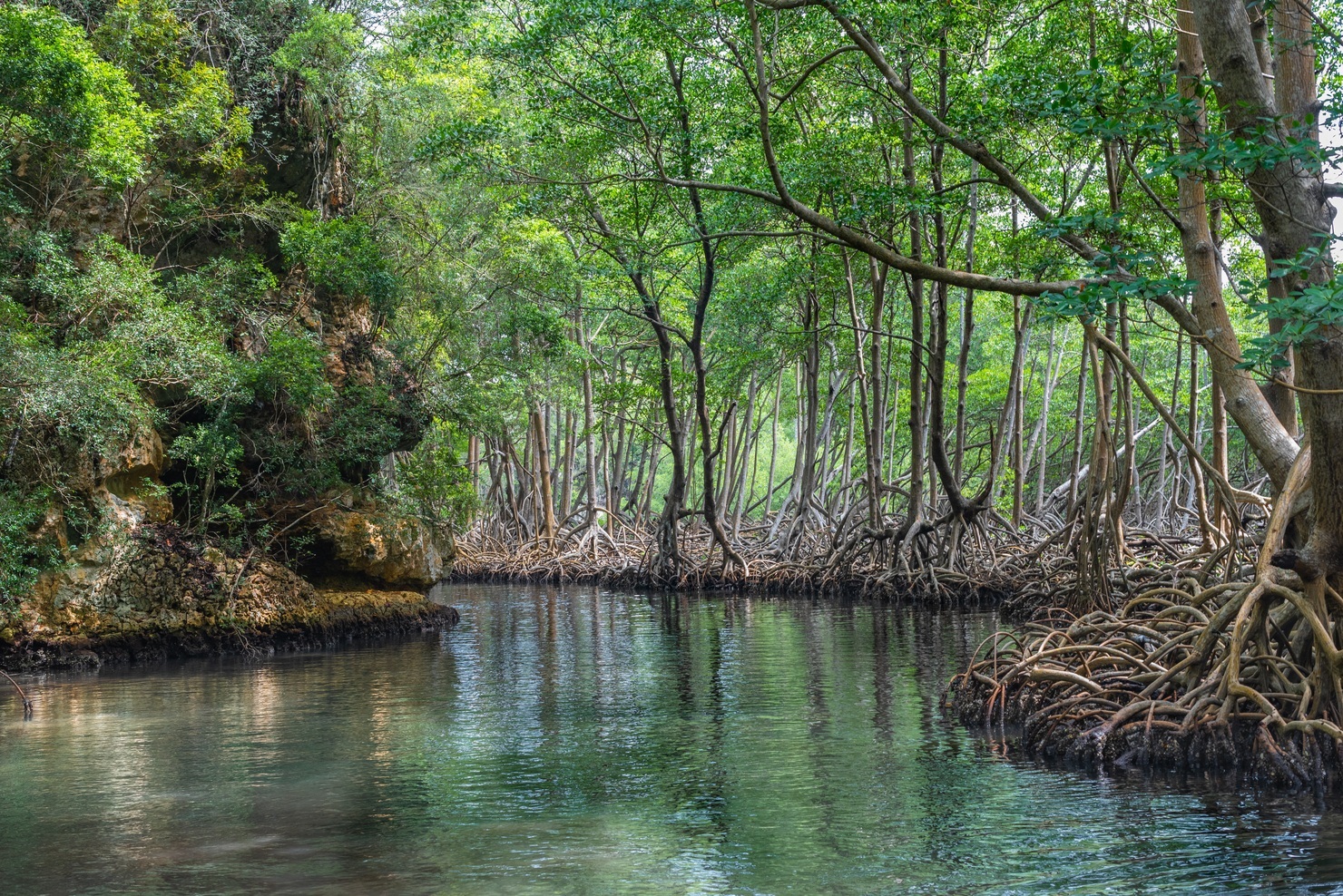 Mangroves in Dominican Republic